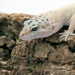 Leopard-Gecko-(7)