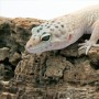 Leopard-Gecko-(7)
