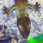 african-gecko