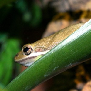american-green-tree-frog-USE