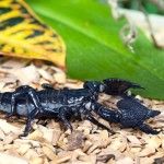 bigstock-Black-Emperor-Scorpion-In-Wild-42884707