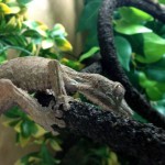 crested-gecko