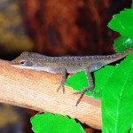 green-anole-(3)