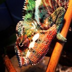 panther-chameleon-USE-2