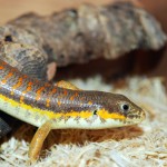 skink