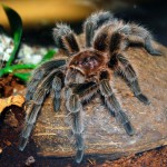 Inverts & Arachnids