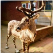 Reggie the Reindeer