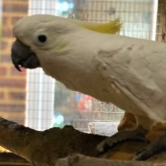 Rocky the Sulpher Crested Cockatoo