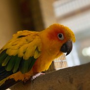 Sunny the Sun Conure