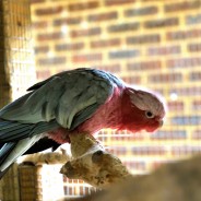 Adelaide the Galah Cockatoo