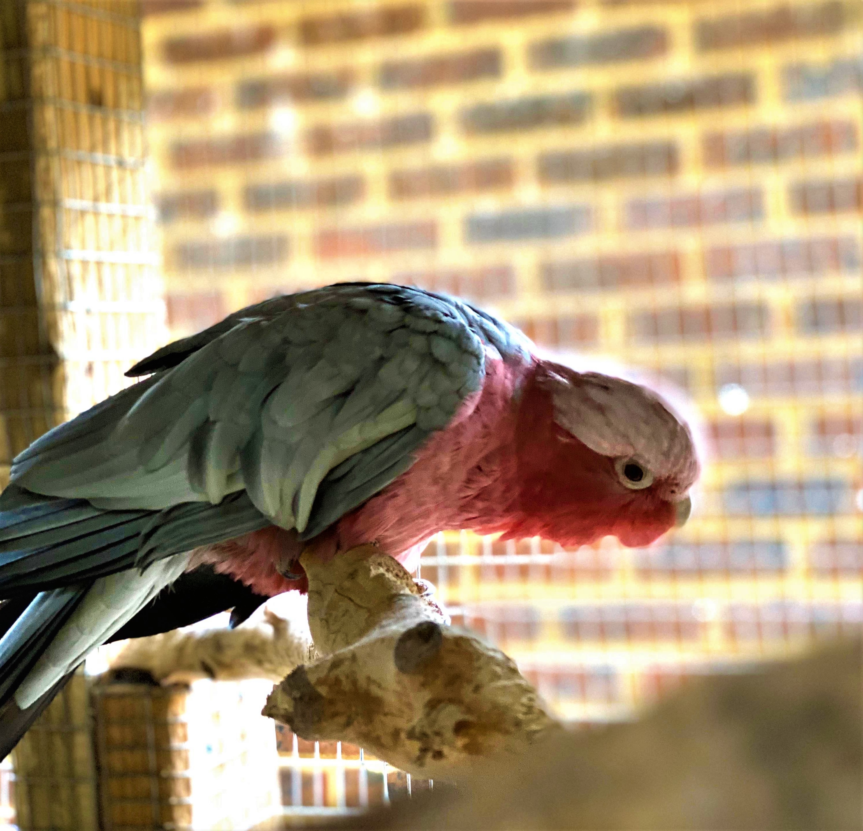 Birds