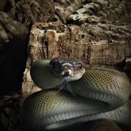 Titan the Papuan Python