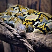 Pandora the Reticulated Python