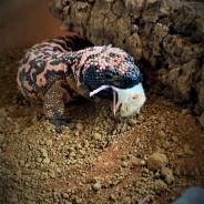 Buster the Gila Monster