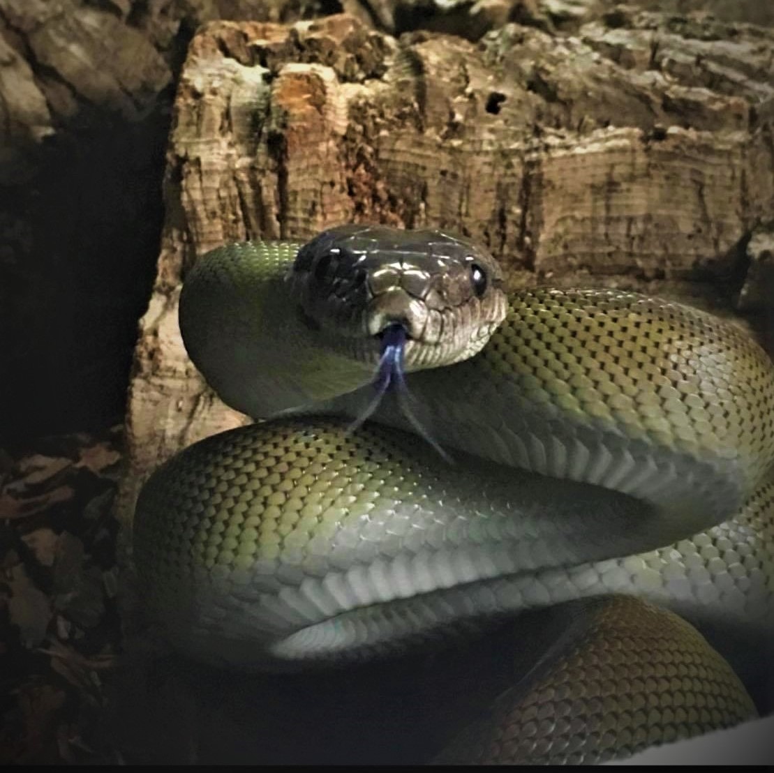 Snakes