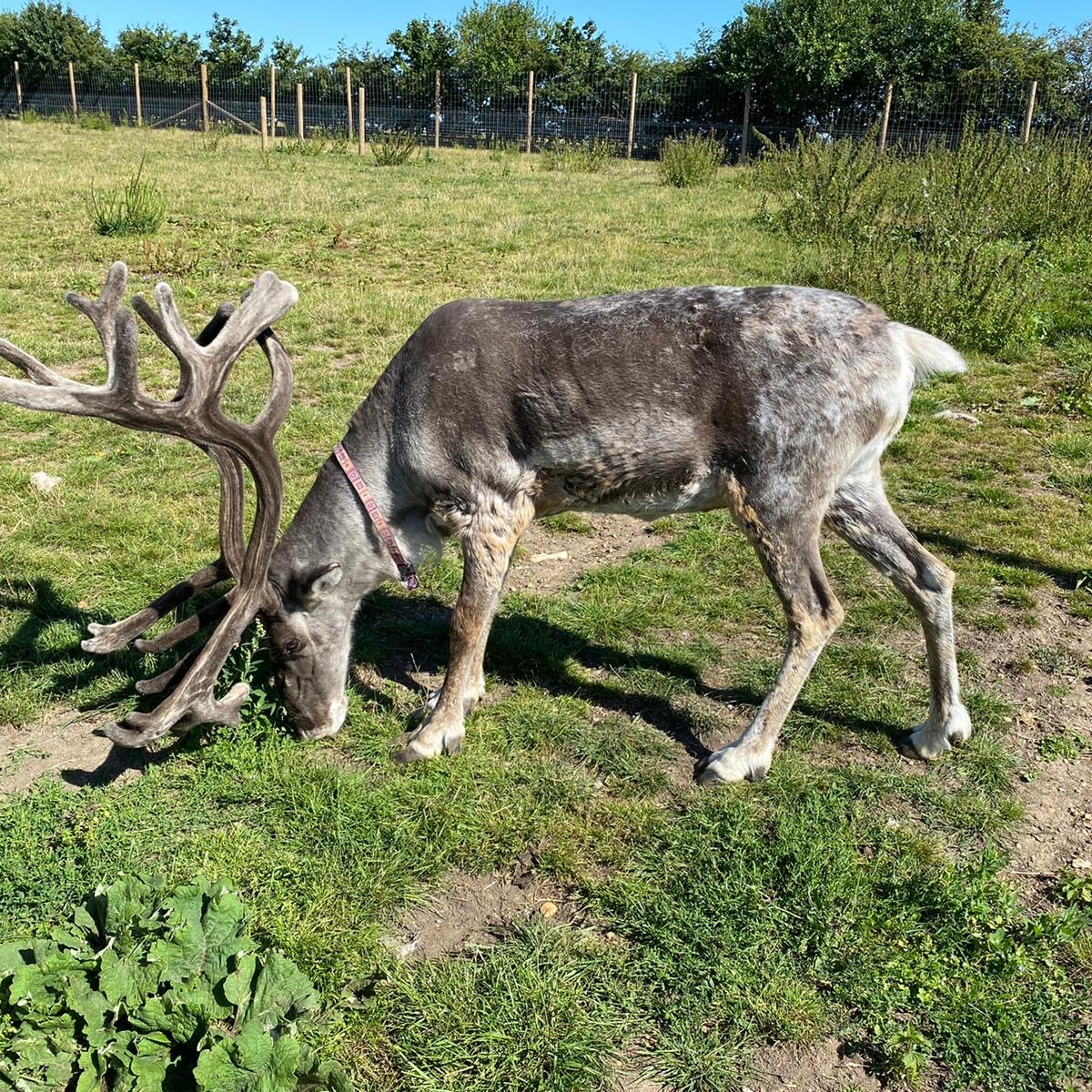Mammals