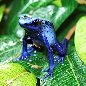Amphibians